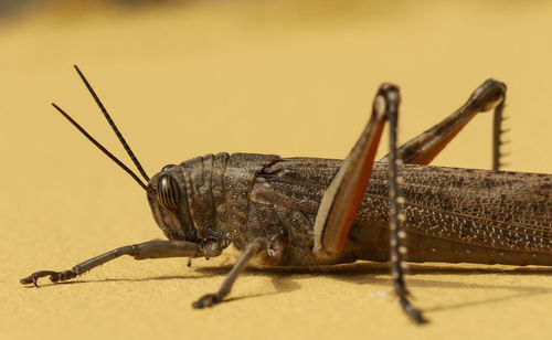 Close-up of insect