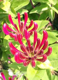 Close-up of red flowering plant