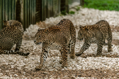 Leopard standing on field