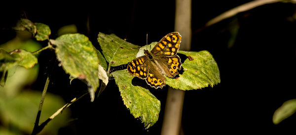 High angle view of butterfly on leaf