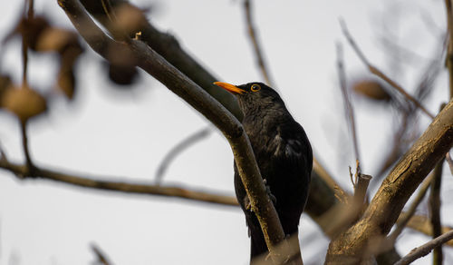 Close-up of bird perching on branch