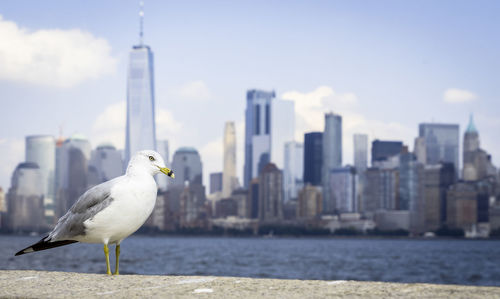 Seagull perching by sea against cityscape