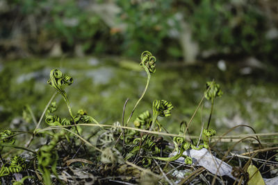 Close-up of plants growing on field