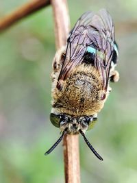 Close-up of insect on plant