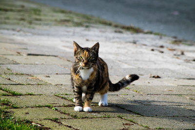 Portrait of cat