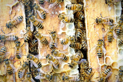 Close up view of the working bees on the honeycomb with sweet honey. 