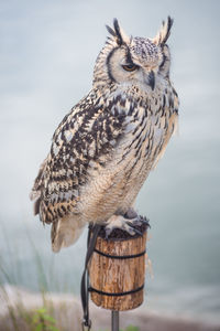 Close-up of owl perching on wooden post