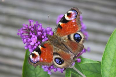 Close-up of butterfly on purple flower