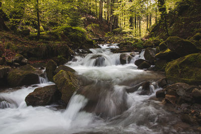 Scenic view of waterfall in forest