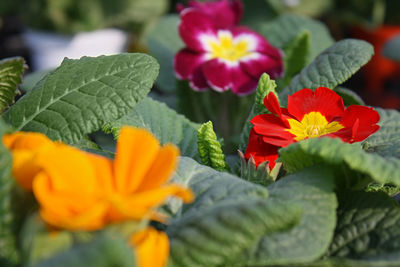 Close-up of orange hibiscus blooming outdoors