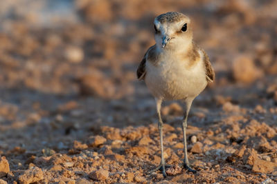 Close-up portrait of a bird