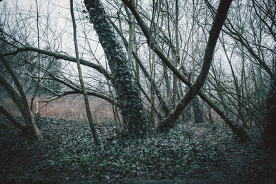 Bare tree in forest