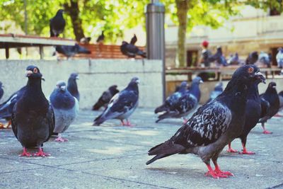 Pigeons perching on a street