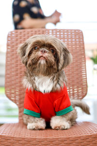 Portrait of dog sitting on chair