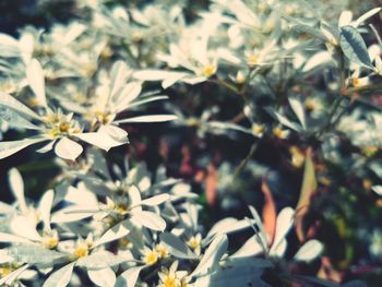 Close-up of white flowering plant