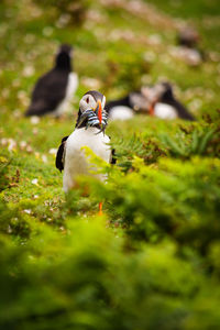 Close-up of bird on field