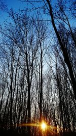 Low angle view of silhouette trees against sky