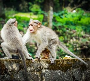 Monkeys on a wall