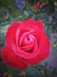 Close-up of red rose blooming outdoors