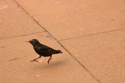 Close-up of bird on ground