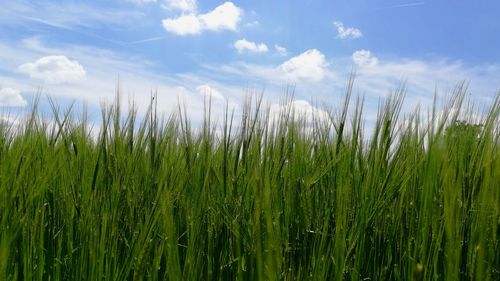 View of stalks in field against cloudy sky