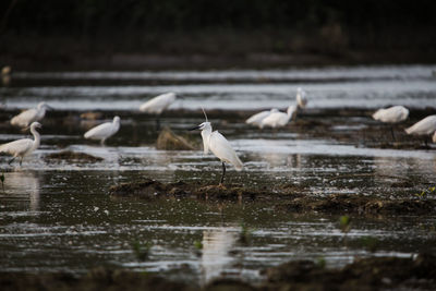 Birds perching on a lake