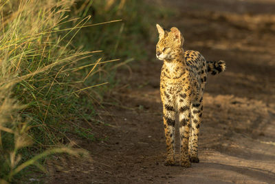 Serval stands on dirt track looking left