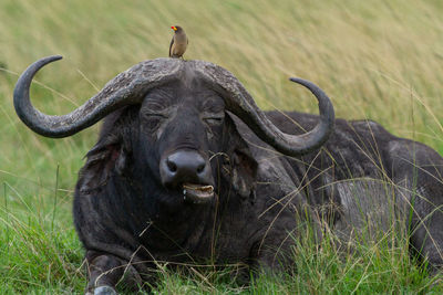 Portrait of buffalo with bird on its head