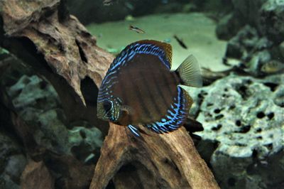 Close-up of butterfly in aquarium