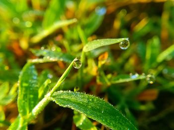 Close-up of water drops on blade of grass