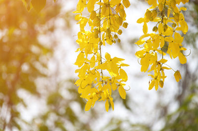 Low angle view of branches during autumn