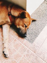 High angle view of dog sleeping on floor