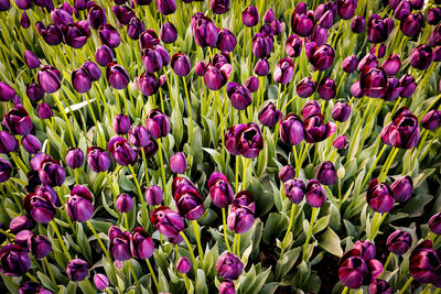 Full frame shot of purple flowers blooming in field