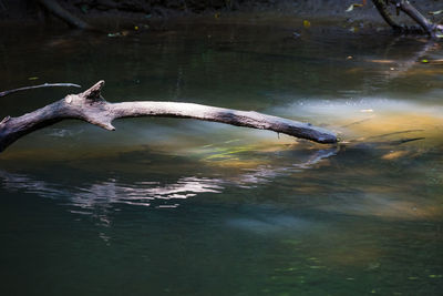 Close-up of turtle swimming in water