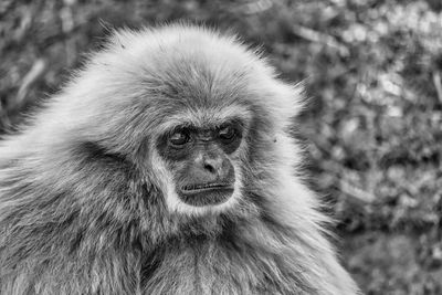 Close-up portrait of a monkey