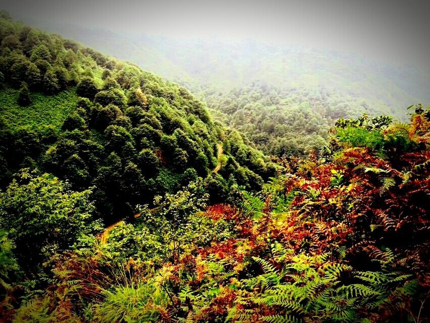 SCENIC VIEW OF TREES