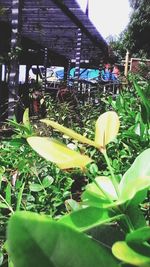 Close-up of yellow flowering plant