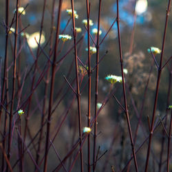 Low angle view of illuminated tree against sky