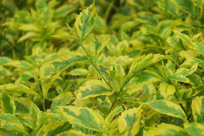 Close-up of plant growing on field