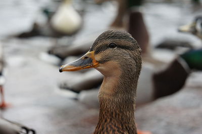 Close-up of bird