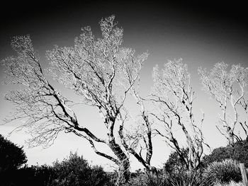 Low angle view of bare trees against clear sky