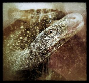 Close-up of lizard on white surface