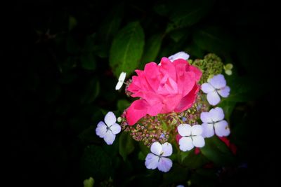 Close-up of pink rose