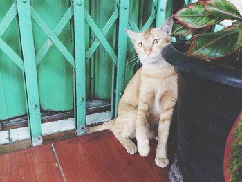 High angle portrait of ginger cat by potted plant against closed metallic gate