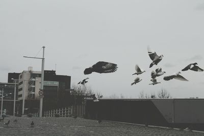 Birds flying in city against sky