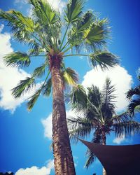 Low angle view of palm tree against blue sky