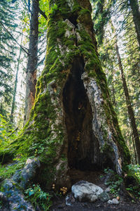 Low angle view of trees in forest