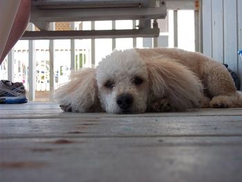 Portrait of dog resting on porch