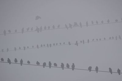Low angle view of silhouette birds flying against clear sky
