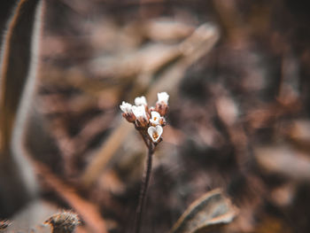 Close-up of wilted flower